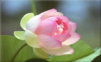 Hải đảo tự thân